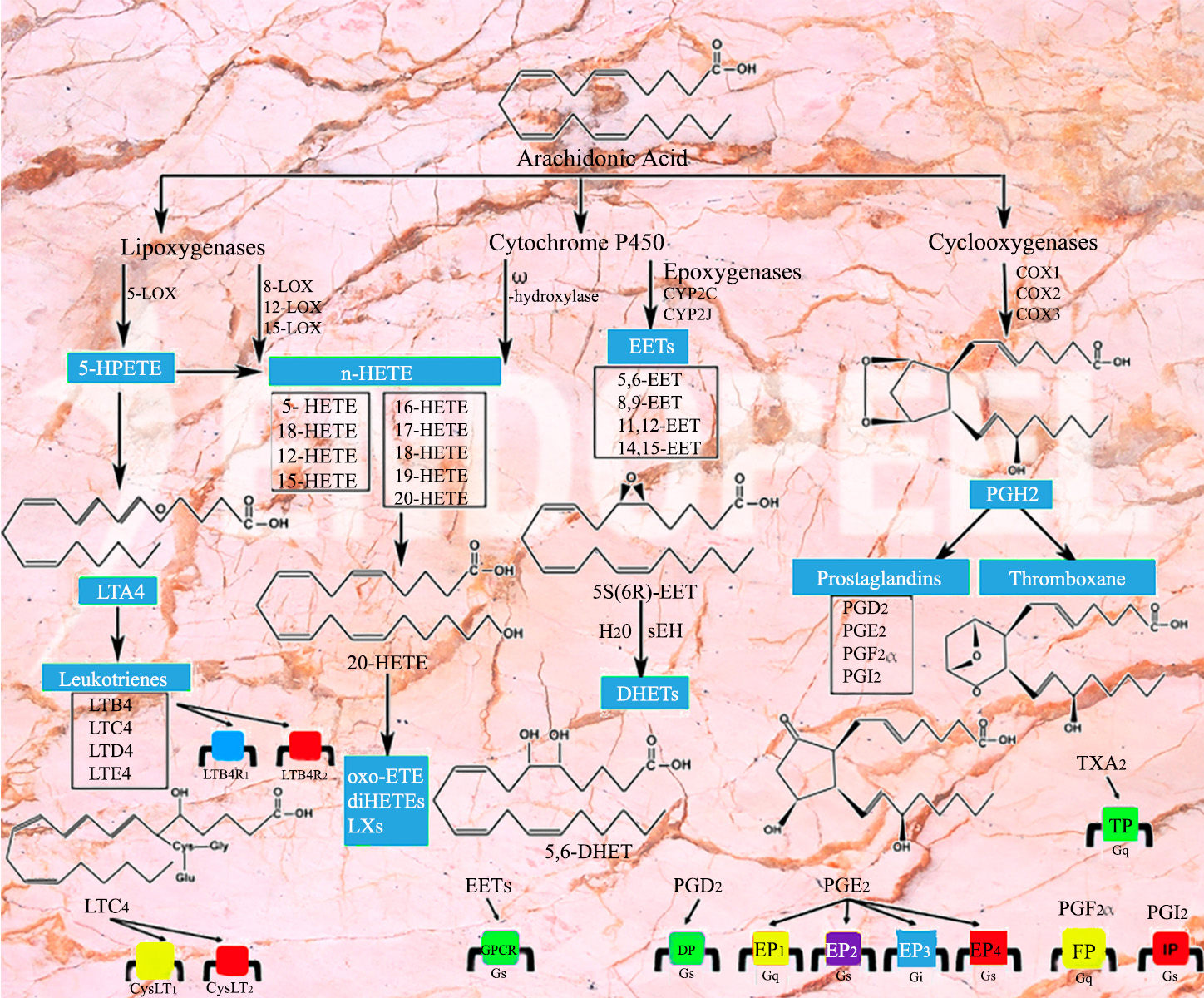 Arachidonic acid cascade illustrating molecular pathways potentially involved in Endopeel mechanisms of action