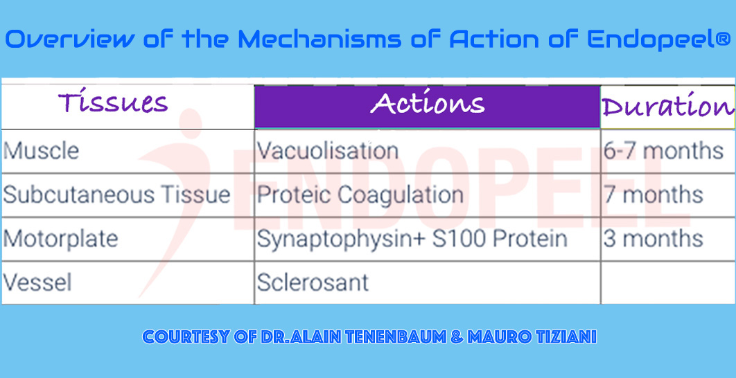 Overview diagram summarizing the proposed mechanisms of action of Endopeel at molecular and tissue levels