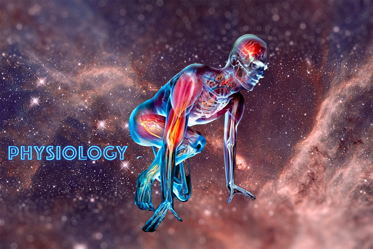 Endopeel® physiology experimental muscle contraction analysis
